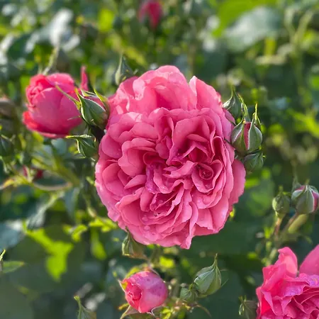 Panoramahotel Steirerland Kitzeck im Sausal